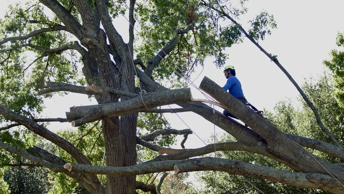 Professional Crown Thinning performed by certified arborists in Jeanerette