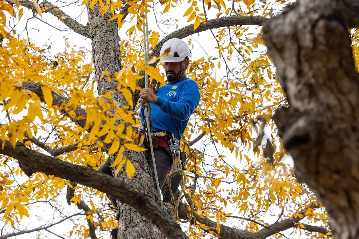 Skilled Tree Pruning crew working in Jeanerette