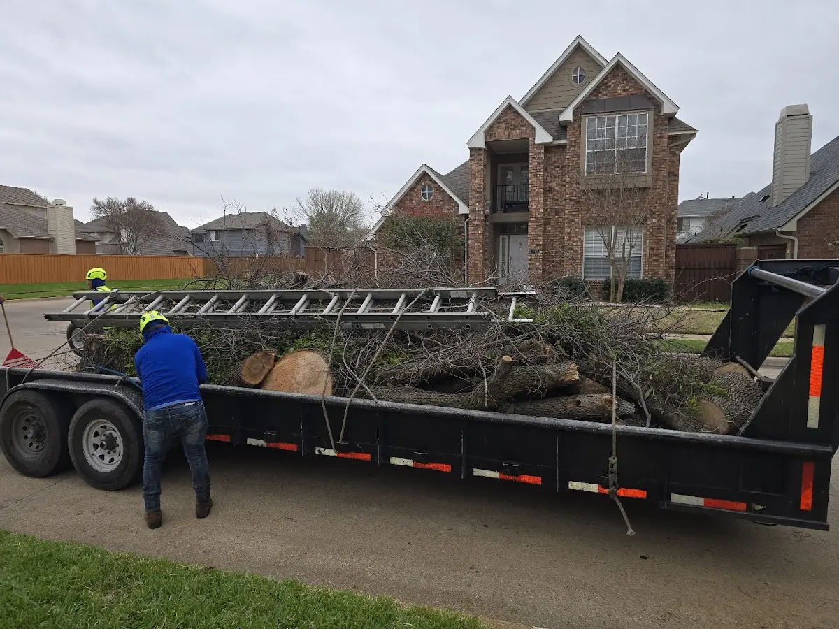 Expert Tree Removal with proper safety equipment in Jeanerette